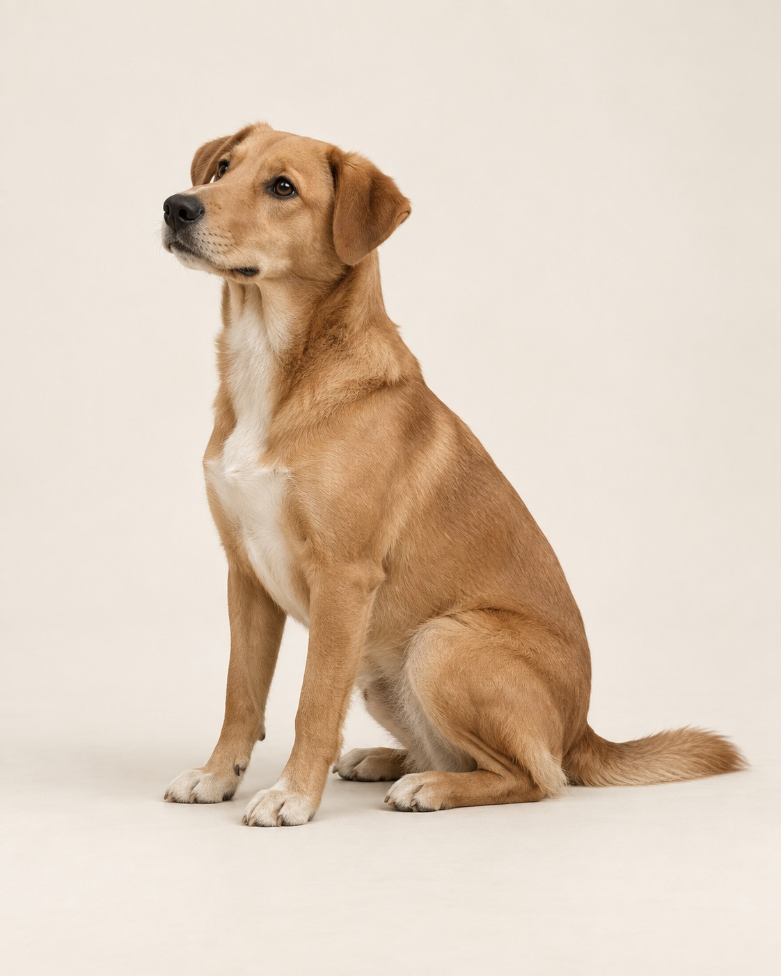 Nash, a dog learning with Cueby